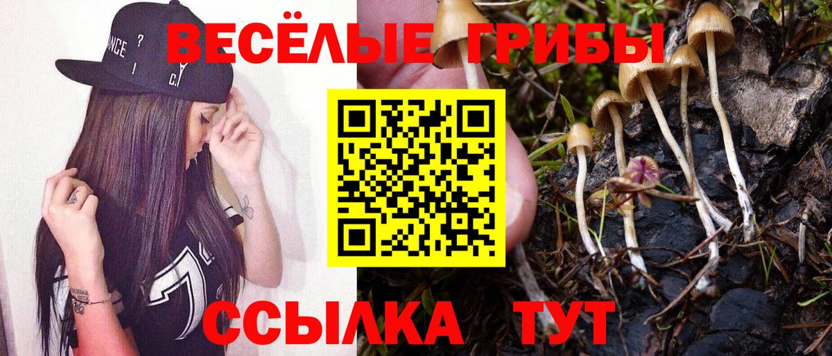 Псилоцибиновые грибы Cubensis  Вход с VPN  Топки  Галлюциногенные грибы GOLDEN TEACHER 
